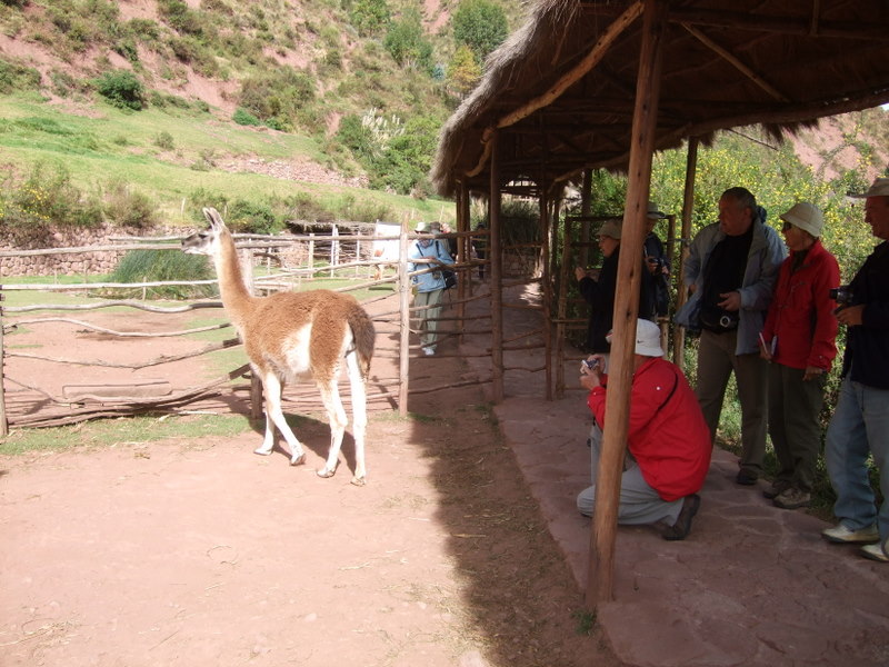 Lamí farma III.