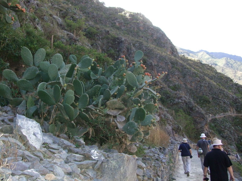 Ollantaytambo XII.